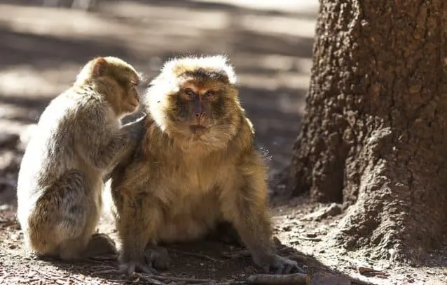 Barbary Apes of Morocco