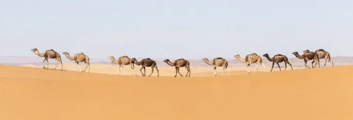 Ships of the desert