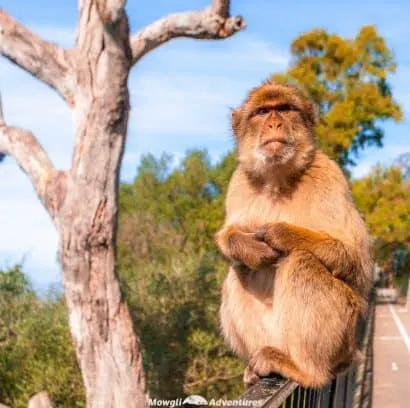 Organised tours of the Rock of Gibraltar can be expensive so we set about finding the cheapest way to see the sights of Gibraltar. It's cheap and easy.
