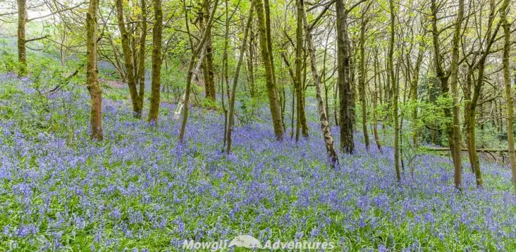 Legend has it that if you’re looking for fairies, ringing a bluebell will call them to your side & a carpet of bluebells is a field of spells.