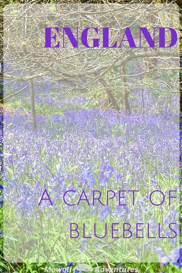 Legend has it that if you’re looking for fairies, ringing a bluebell will call them to your side & a carpet of bluebells is a field of spells.
