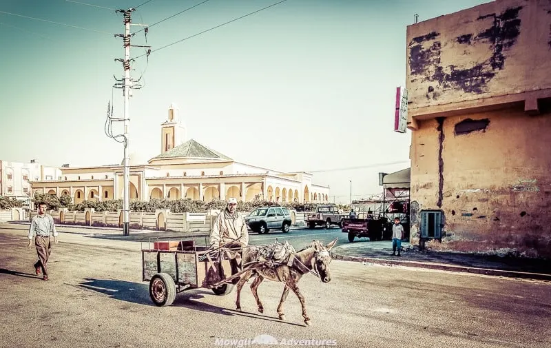 donkeys and cart in Morocco on the roads in the city