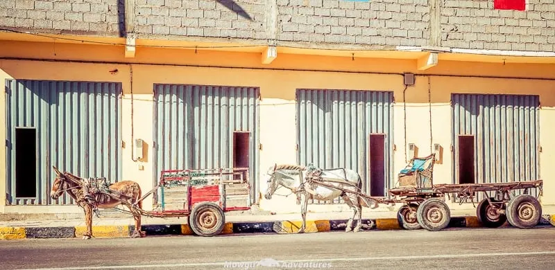 donkey carts waiting to transport goods in Morocco
