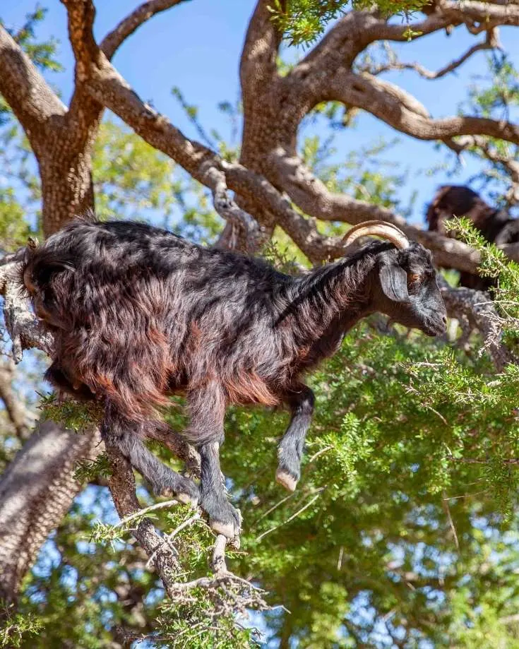 Goats in trees in Essaouira Morocco