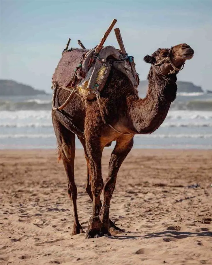 camel rides is one of the best things to do in essaouira
