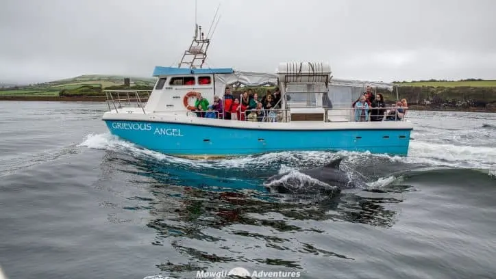 In search of Fungie the Dingle dolphin on the Dingle Peninsula. He is after all one of Ireland's most famous celebrities. Don't miss this top trip in Kerry.