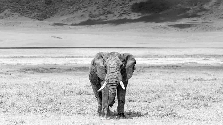 Going on safari in the Serengeti National Park was a huge experience. We had such an amazing time and saw so many things along the way. If you need any convincing, or looking for inspiration, here are a few incredible experiences to have on safari in the Serengeti, Tanzania. #SerengetiSafari #Tanzania Read the full article here: //mowgli-adventures.com/experiences-on-safari-in-the-serengeti