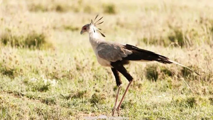 Going on safari in the Serengeti National Park was a huge experience. We had such an amazing time and saw so many things along the way. If you need any convincing, or looking for inspiration, here are a few incredible experiences to have on safari in the Serengeti, Tanzania. #SerengetiSafari #Tanzania Read the full article here: //mowgli-adventures.com/experiences-on-safari-in-the-serengeti