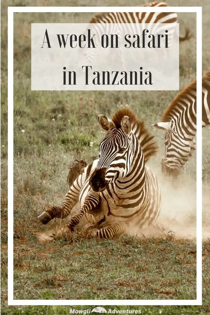 When we had the opportunity to go to Tanzania, we thought of 3 three things: climbing Kilimanjaro, a beach holiday in Zanzibar or going on safari. If we’d had three weeks, we’d have done all of them. But 2 of them would have to wait and we didn’t hesitate to choose the safari. With 16 national parks, our challenge was choosing where to spend our time. We decided to spend our week’s safari in Tanzania in the Serengeti and Ngorongoro Crater because it was our first visit to the country. And so we've ticked off another bucket list item and had one of our best travel experiences to date! #Safari #Tanzania Read the full article here: //mowgli-adventures.com/week-on-safari-in-tanzania