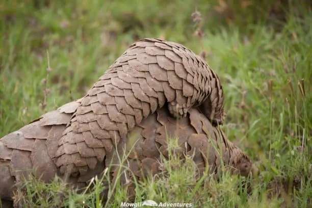 A Pangolin? A what? No? We’d never heard of one either. At least not until we were heading back to our Serengeti camp near sunset. This chance encounter of the rarest of african mammals turned into one of the highlights of our Tanzanian safari. #SaveThePangolin #EndangeredSpecies Read the full article here: //mowgli-adventures.com/what-is-a-pangolin/