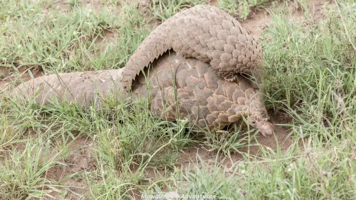 A Pangolin? A what? No? We’d never heard of one either. At least not until we were heading back to our Serengeti camp near sunset. This chance encounter of the rarest of african mammals turned into one of the highlights of our Tanzanian safari. #SaveThePangolin #EndangeredSpecies Read the full article here: //mowgli-adventures.com/what-is-a-pangolin/