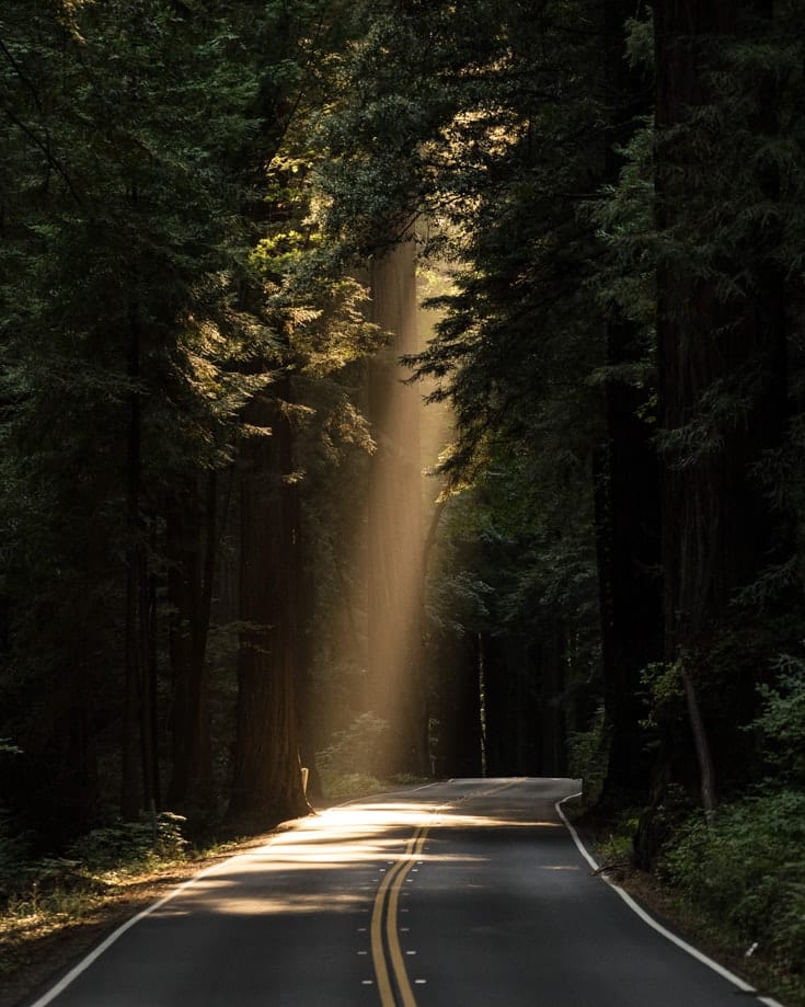 A beam of sunlight shining through a forest onto a road