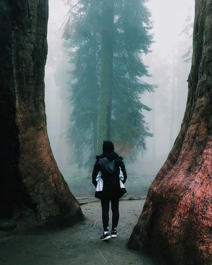 A woman walking through huge redwood trees in North America National Park