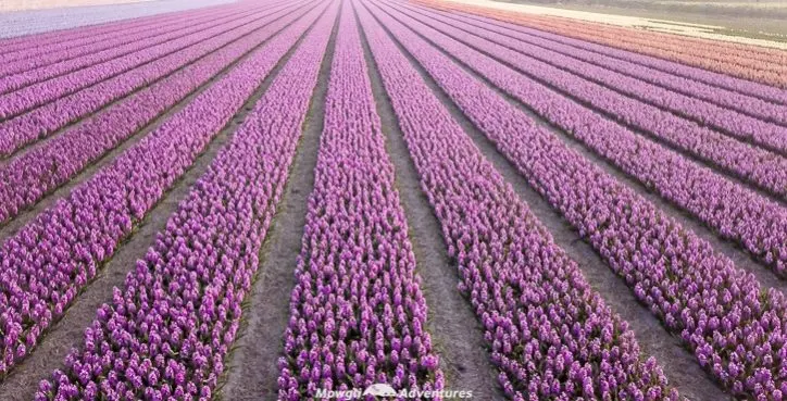 Things to do in the Netherlands - holland tulip fields_