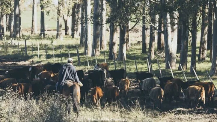 Driving in Uruguay - gaucho and cattle