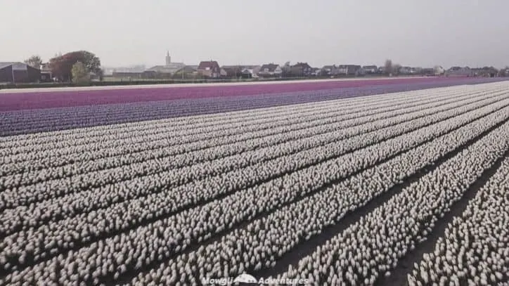 Netherlands road trip itinerary tulip fields