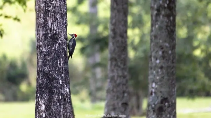 Itaipu Ecological Reserves woodpecker
