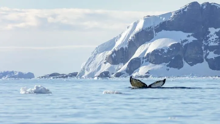 Antarctica on an expedition cruise - whale fluke