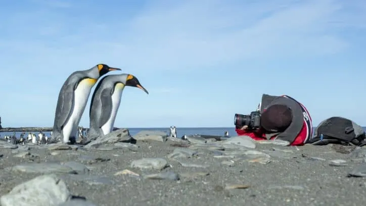 Antarctica travel on a budget - penguin shoot