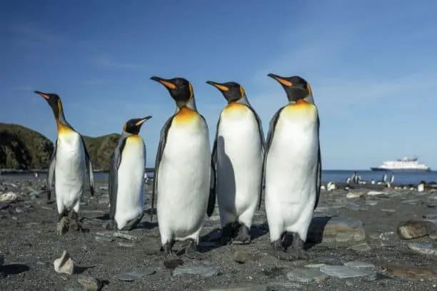 Antarctica travel on a budget - penguins