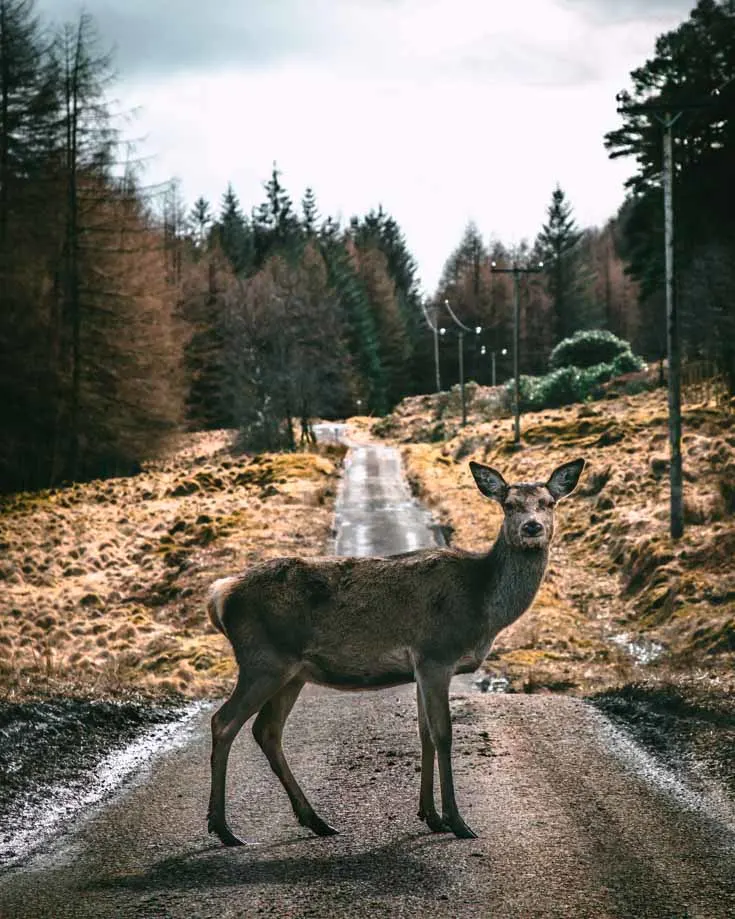 A wild deer on the roads on Scotland's NC500