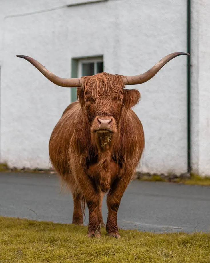 Highland cow with huge horns in a village in Scotland