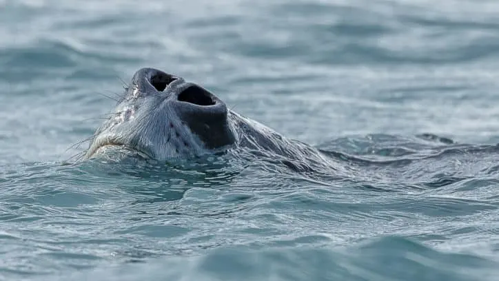 Wildlife in Antarctica - Leopard Seal nose