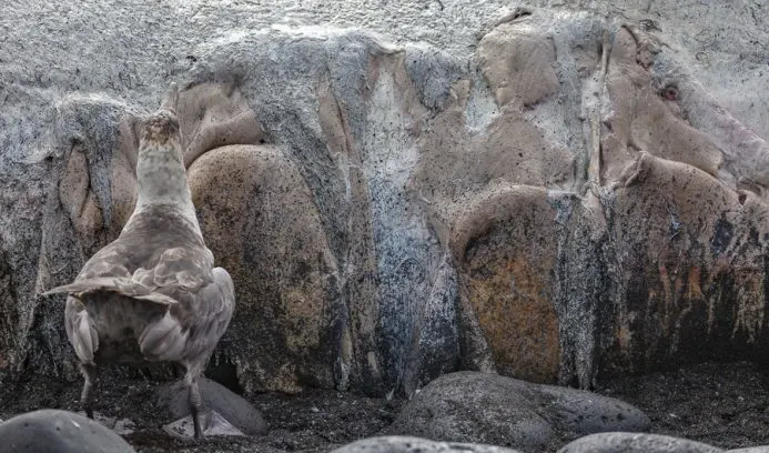Wildlife in Antarctica and South Georgia - Giant Petrel eating a whale carcass