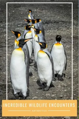 Wildlife in Antarctica and South Georgia Pinterest
