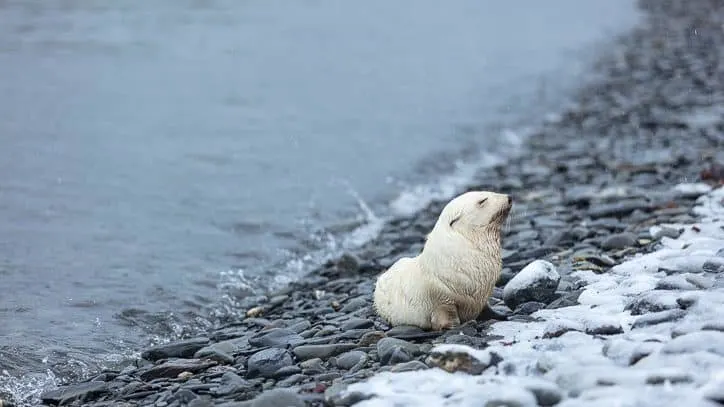 Wildlife in Antarctica and South Georgia - blonde antarctic fur seal