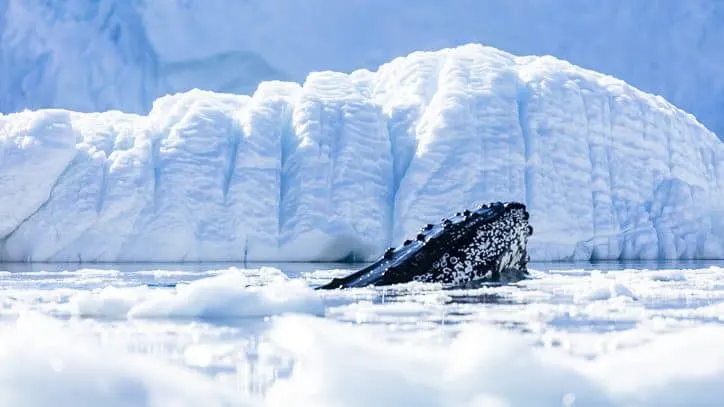 Wildlife in Antarctica and South Georgia - humpback whales