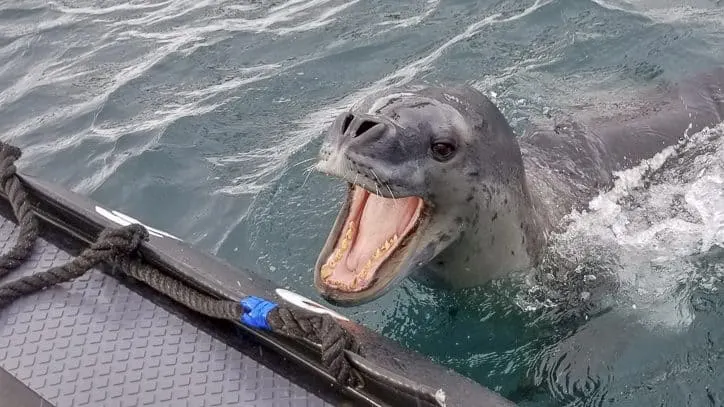 Wildlife in Antarctica and South Georgia - leopard seal bite