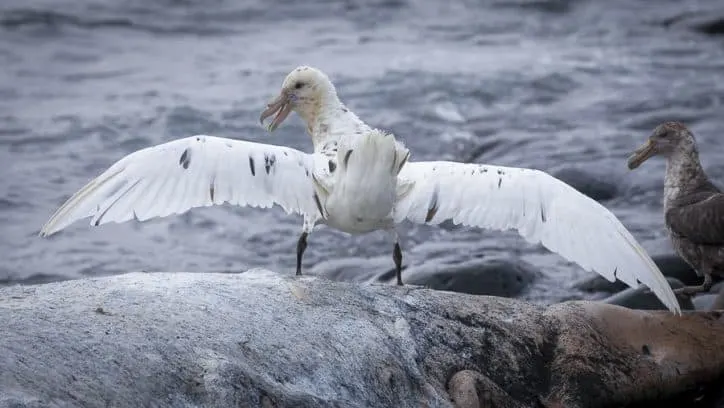 Wildlife in Antarctica and South Georgia - white Southern Giant Petrel
