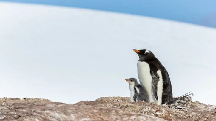 Wildlife in Antarctica gentoo penguin chick and parent