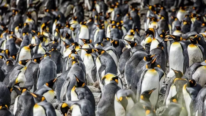 Wildlife in Antarctica - king penguins-2