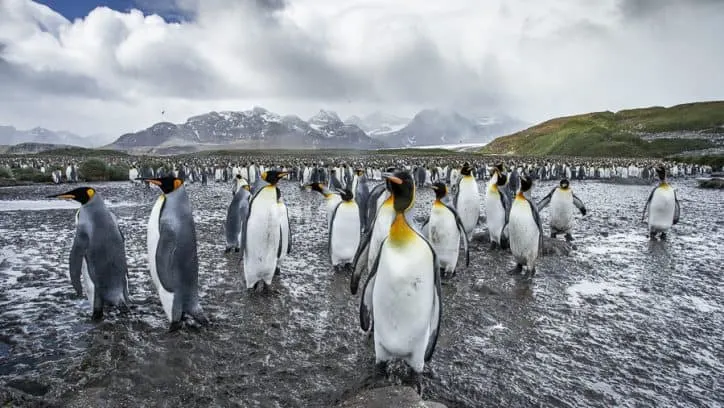 Wildlife in Antarctica - king penguins-3