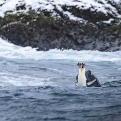 Wildlife in Antarctica - leopard seal catching chinstrap penguin