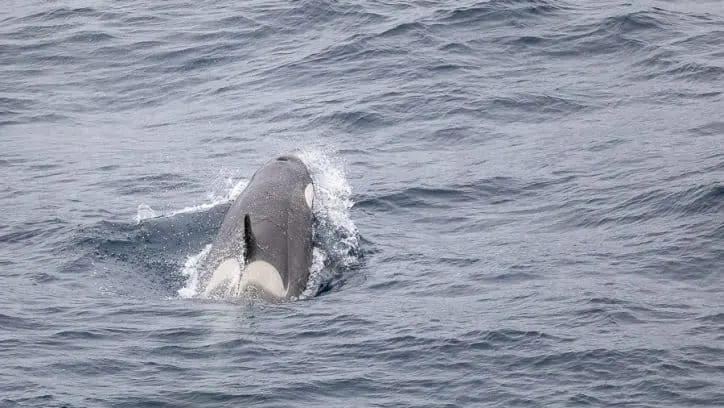 Wildlife in Antarctica - orca killer whale