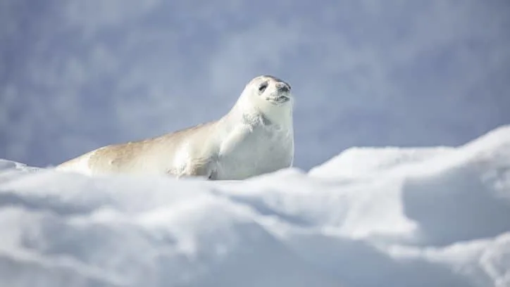 Wildlife in Antarctica - singing weddell seal