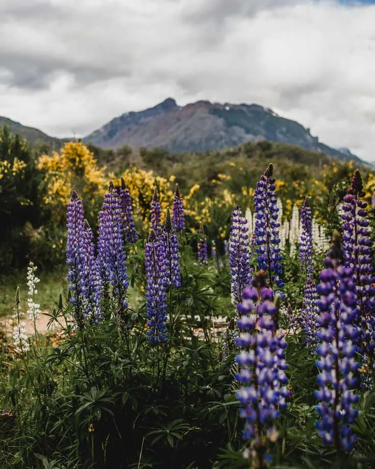 Patagonia lupins in the carretera Austral