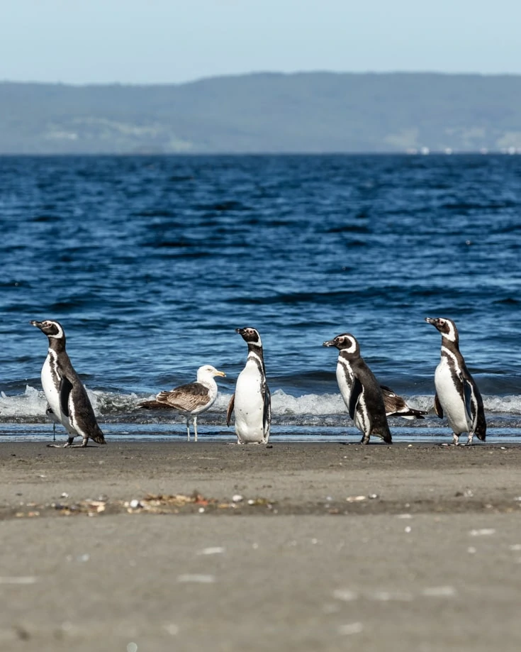 Penguins on Chiloe Island