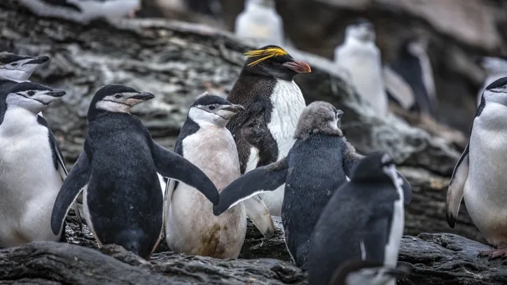 Percy the Chinstrap Penguin with the only Macaroni penguin we saw