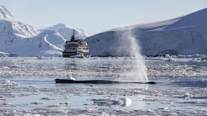 Whale watching on a trip to Antarctica