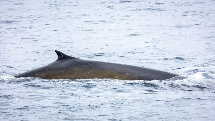 Gibbs Island fin whale