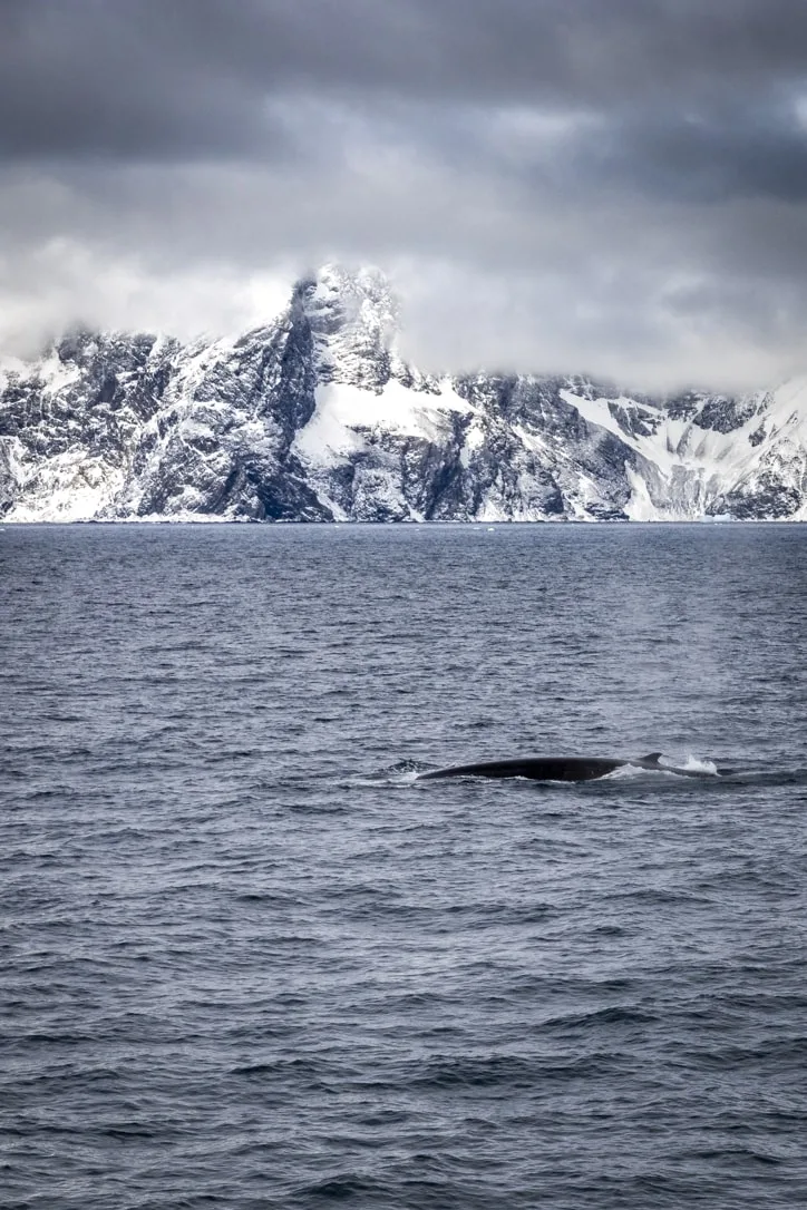 whale in antarctica