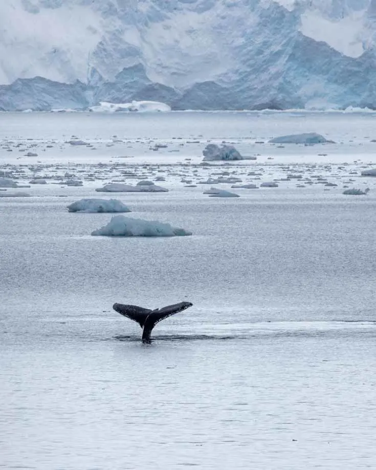 packing a zoom lens for an Antarctic trip will help you capture wildlife photos