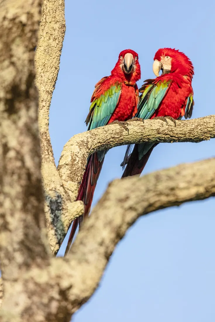A pair of green winged macaws