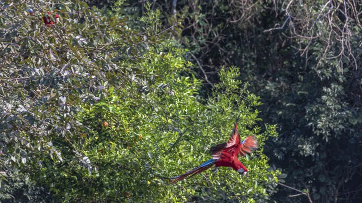 Green Winged Macaw in flight