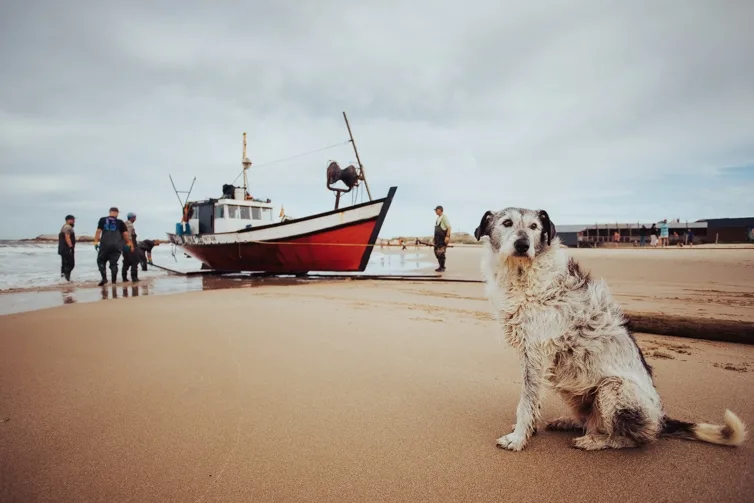 A dog keeping watch on the beach as the fishing boat to arrive