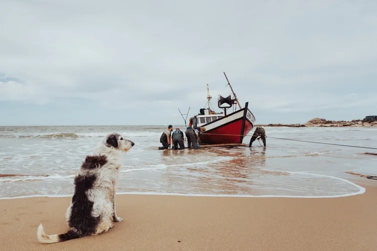 A dog waiting on the beach for the fishing boat to arrive